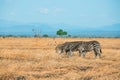 African Zebras in Mikumi national park