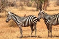 African zebras in Tsavo Park in Kenya