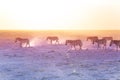 African zebras walking on dusty plains, Kenya