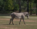 African Zebras in ZOO Royalty Free Stock Photo