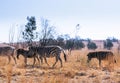 African Zeebra Game Safari Highveld Royalty Free Stock Photo