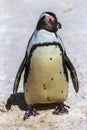 Africans Penguin, South Africa