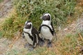 African Penguins at Boulders Beach, Cape Town, South Africa Royalty Free Stock Photo