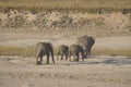 In Africas oldest wildlife national park there are lots of elephants Royalty Free Stock Photo