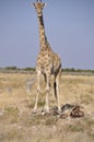 In Africas oldest wildlife national park there are lots of girafs Royalty Free Stock Photo