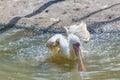 Africian spoonbill standing on one leg in the water Royalty Free Stock Photo