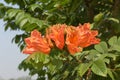 Africom tulip tree, Fire bell, Fountain tree, flowers and herbs.