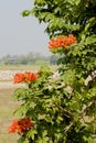 Africom tulip tree, Fire bell, Fountain tree, flowers and herbs.