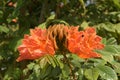 Africom tulip tree, Fire bell, Fountain tree, flowers and herbs.