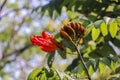 Africom Tulip Tree Fountain Tree