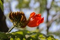 Africom Tulip Tree Fountain Tree