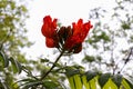 Africom Tulip Tree