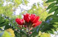 Africom Tulip Tree