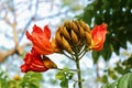 Africom Tulip Tree