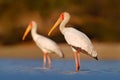 Afrika Stork in water. Yellow-billed Stork, Mycteria ibis, sitting in the grass, Tanzania. River with bird in Africa. Stork in