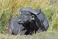 Afrikaanse buffel, Cape Buffalo, Syncerus caffer Royalty Free Stock Photo