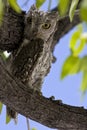 Afrikaanse Dwergooruil, African Scops-Owl, Otus senegalensis Royalty Free Stock Photo