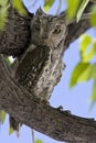 Afrikaanse Dwergooruil, African Scops-Owl, Otus senegalensis Royalty Free Stock Photo