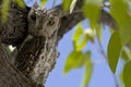 Afrikaanse Dwergooruil, African Scops-Owl, Otus senegalensis Royalty Free Stock Photo