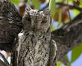 Afrikaanse Dwergooruil, African Scops-Owl, Otus senegalensis Royalty Free Stock Photo