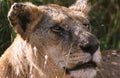 Afrikaanse Leeuw, African Lion, Panthera leo Royalty Free Stock Photo