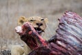 Afrikaanse Leeuw, African Lion, Panthera leo Royalty Free Stock Photo