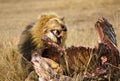 Afrikaanse Leeuw, African Lion, Panthera leo Royalty Free Stock Photo