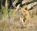 Afrikaanse Leeuw, African Lion, Panthera leo Royalty Free Stock Photo