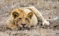 Afrikaanse Leeuw, African Lion, Panthera leo Royalty Free Stock Photo