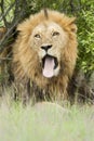 Afrikaanse Leeuw, African Lion, Panthera leo Royalty Free Stock Photo