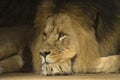 Afrikaanse Leeuw, African Lion, Panthera leo Royalty Free Stock Photo