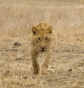 Afrikaanse Leeuw, African Lion, Panthera leo Royalty Free Stock Photo