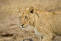 Afrikaanse Leeuw, African Lion, Panthera leo Royalty Free Stock Photo