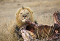 Afrikaanse Leeuw, African Lion, Panthera leo Royalty Free Stock Photo