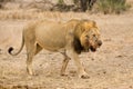 Afrikaanse Leeuw, African Lion, Panthera leo Royalty Free Stock Photo