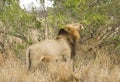 Afrikaanse Leeuw, African Lion, Panthera leo Royalty Free Stock Photo