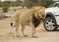 Afrikaanse Leeuw, African Lion, Panthera leo Royalty Free Stock Photo