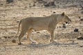 Afrikaanse Leeuw, African Lion, Panthera leo Royalty Free Stock Photo