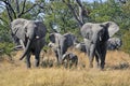 Afrikaanse Olifant, African Elephant, Loxodonta africana Royalty Free Stock Photo