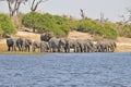 Afrikaanse Olifant, African Elephant, Loxodonta africana Royalty Free Stock Photo