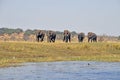 Afrikaanse Olifant, African Elephant, Loxodonta africana Royalty Free Stock Photo