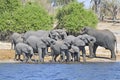 Afrikaanse Olifant, African Elephant, Loxodonta africana Royalty Free Stock Photo