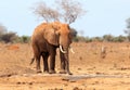 Afrikaanse Olifant, African Elephant, Loxodonta africana Royalty Free Stock Photo