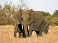 Afrikaanse Olifant, African Elephant, Loxodonta africana Royalty Free Stock Photo