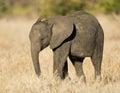 Afrikaanse Olifant, African Elephant, Loxodonta africana Royalty Free Stock Photo