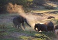 Afrikaanse Olifant, African Elephant, Loxodonta africana Royalty Free Stock Photo