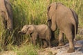 Afrikaanse Olifant, African Elephant, Loxodonta africana Royalty Free Stock Photo