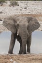 Afrikaanse Olifant, African Elephant, Loxodonta africana Royalty Free Stock Photo