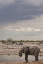 Afrikaanse Olifant, African Elephant, Loxodonta africana Royalty Free Stock Photo