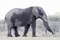 Afrikaanse Olifant, African Elephant, Loxodonta africana Royalty Free Stock Photo